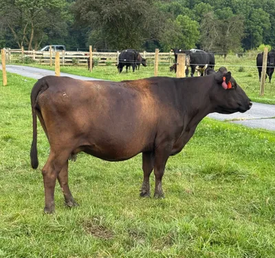 cattle listing photo