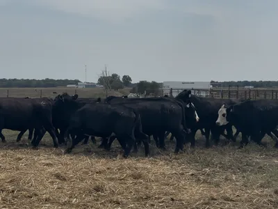 cattle listing photo