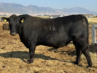 cattle listing photo