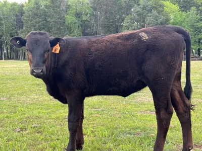 cattle listing photo