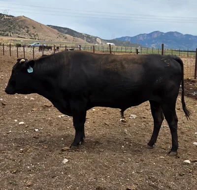 cattle listing photo