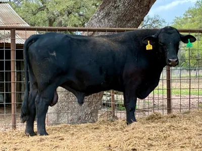 cattle listing photo