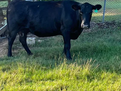cattle listing photo