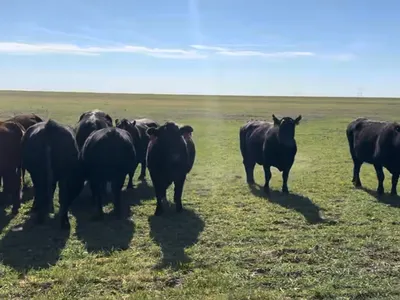 cattle listing photo