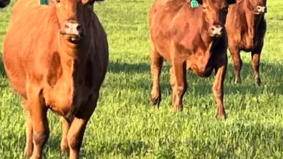 cattle listing photo