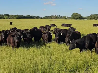 cattle listing photo