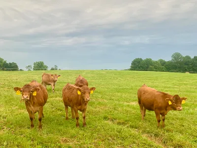 cattle listing photo