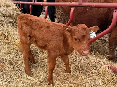 cattle listing photo
