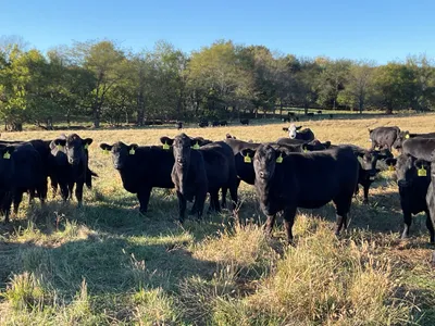 cattle listing photo