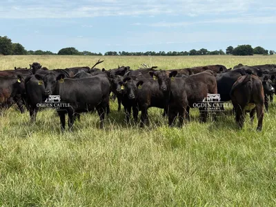 cattle listing photo