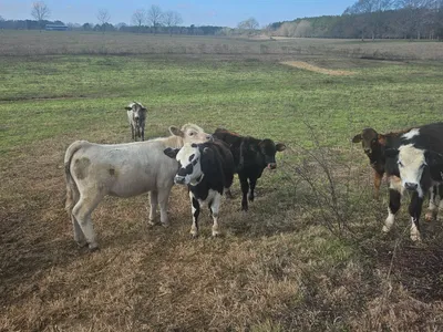 cattle listing photo
