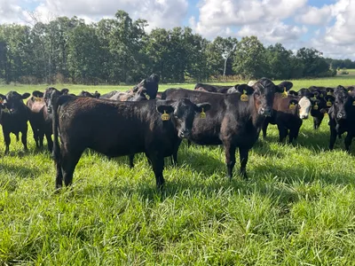 cattle listing photo