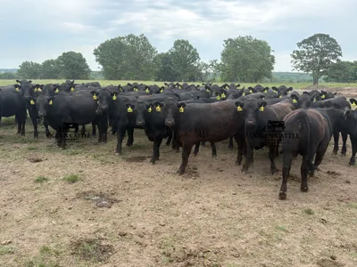 cattle listing photo