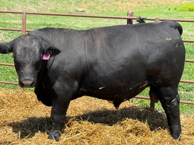 cattle listing photo