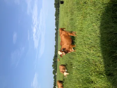 cattle listing photo