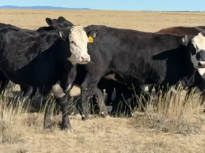 cattle listing photo