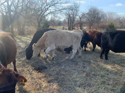 cattle listing photo