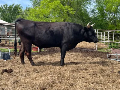 cattle listing photo