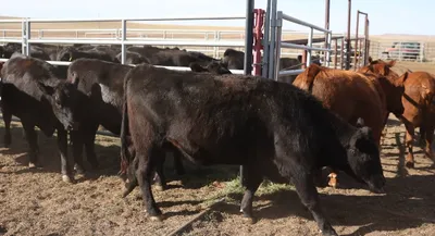 cattle listing photo