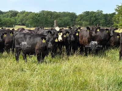 cattle listing photo