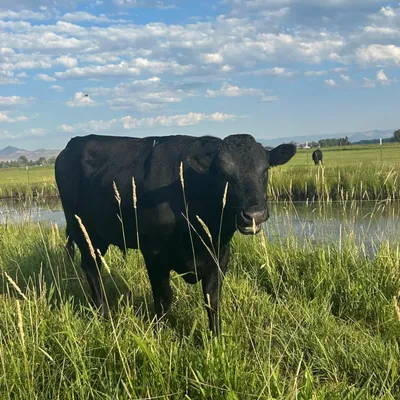 cattle listing photo