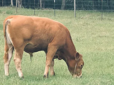 cattle listing photo