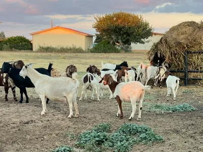 cattle listing photo