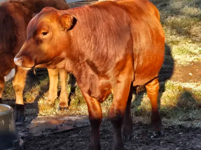 cattle listing photo