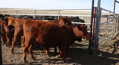 cattle listing photo