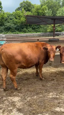 cattle listing photo