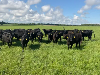 cattle listing photo