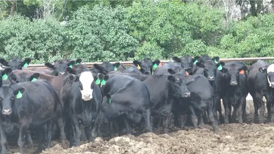 cattle listing photo