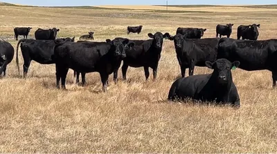 cattle listing photo