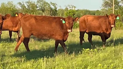 cattle listing photo