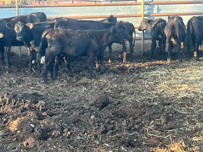 cattle listing photo