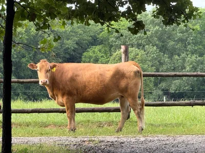 cattle listing photo