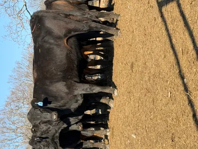 cattle listing photo