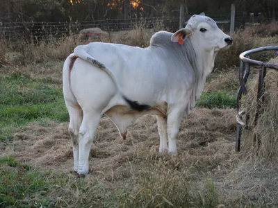 cattle listing photo