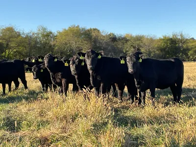 cattle listing photo