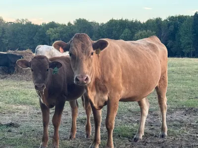cattle listing photo
