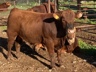cattle listing photo