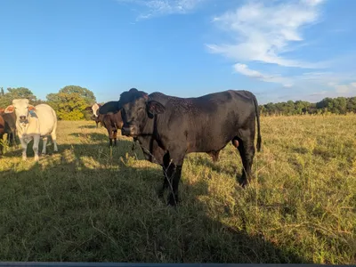 cattle listing photo