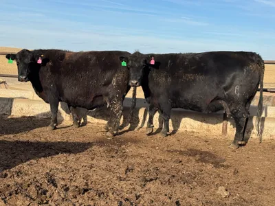 cattle listing photo