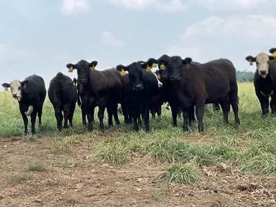 cattle listing photo