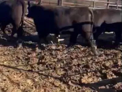 cattle listing photo