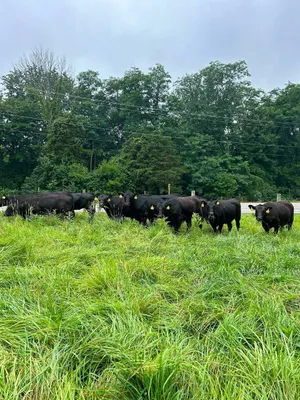 cattle listing photo