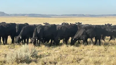 cattle listing photo
