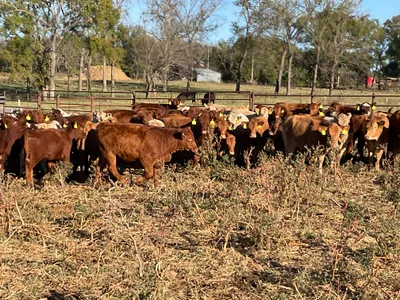 cattle listing photo