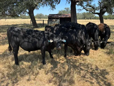cattle listing photo