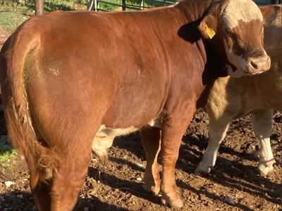 cattle listing photo